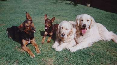 Kelpie cross golden store retriever