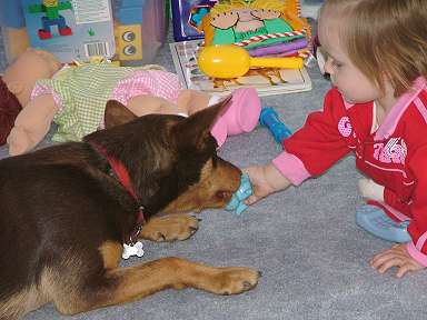 Australian Working Kelpies as Pets - Noonbarra Blaze II