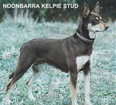 kelpie origin