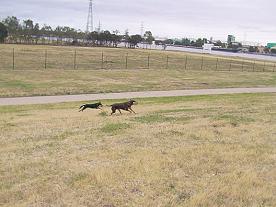  Kelpies and exercise in city of Melbourne