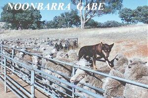 NOONBARRA GABE BACKING IN THE YARDS. 1980'S