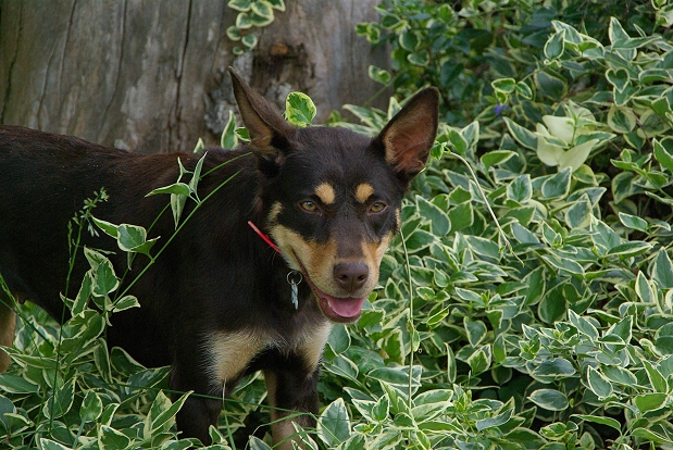 do australian kelpie like to cuddle