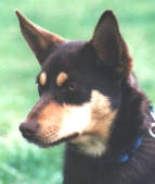 NOONBARRA MAX