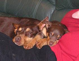 Kelpie as a Pet - Noonbarra Sarah and her pup