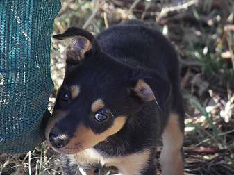 black and tan kelpie puppy