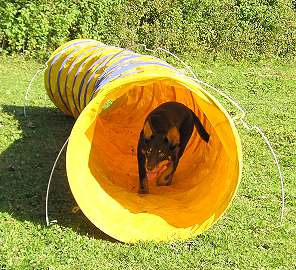 Noonbarra Mudgee in Switzerland - Flyball Frisbee Agility: Australian Working Kelpies and Dog Sports