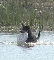 Noonbarra Oscar - Flyball Frisbee Agility: Australian Working Kelpies and Dog Sports