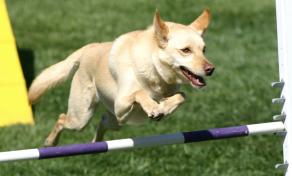 Noonbarra Scamper: Flyball Frisbee Agility: Australian Working Kelpies and Dog Sports
