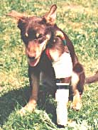 NOONBARRA TIM With his damaged leg.