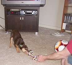 Australian Working Kelpies as Pets 