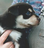 NOONBARRA KELPIE PUPPY - NOONBARRA TRACEY