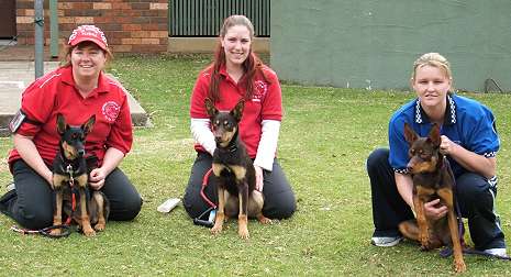 Three Agility Kelpies - Noonbarra Kobe - Noonbarra Cobber - Noonbarra Matilda Flyball Frisbee Agility: Australian Working Kelpies and Dog Sports