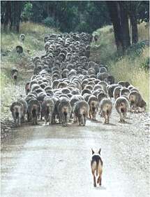 NOONBARRA DUSTY DROVING - GREYDENE TO BENYA