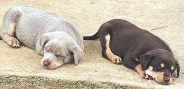 Silver best sale fawn kelpie