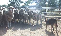 NOONBARRA GABE HOLDING SHEEP
