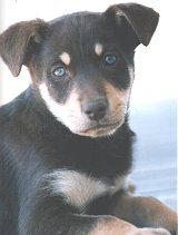 NOONBARRA - Australian Working Kelpie Puppy 