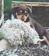 ONE OF OUR RECENT PUPPIES GETTING USED TO SHEEP