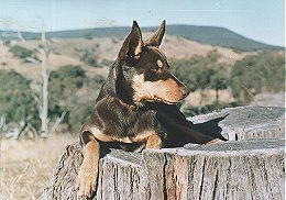 TARA AS A PUP IN 1984